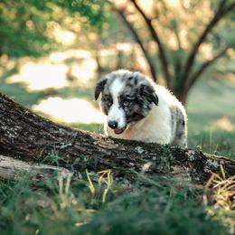 Companion Cross Puppies from Red Maple Farm