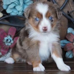 Boy 2 - male Miniature Australian Shepherd puppy in Lawton, Oklahoma from Lindsey’s Aussies