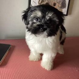 Girl 3 - Black and white female Shorkie puppy in Boca Raton, Florida from Tina-Marie's Pups