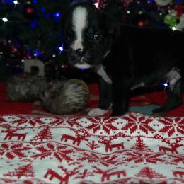 Sammy - Brindle male Boxer puppy in Thompson, Pennsylvania from Moonlitboxers