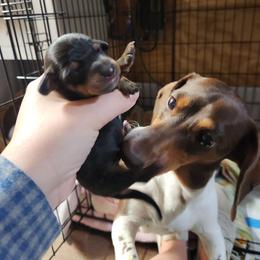 Nutmeg - Black and tan female Dachshund puppy in Cedarcreek, Missouri from Cedarcreek Dachshunds