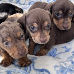 Dachshund puppies from Nicole's Dachshunds