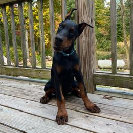 Coraline - Black and rust female Doberman Pinscher puppy in Bruce Township, Michigan from Eminent Dobermans