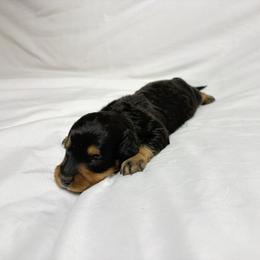 Jax - Black and tan male Dachshund puppy in Fredericksburg, Ohio from William's Dachshunds