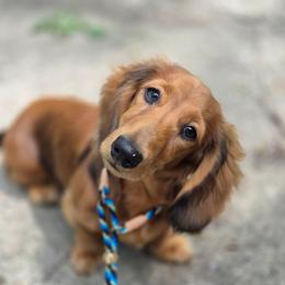Siggy - Red male Dachshund puppy in Momence, Illinois from Happy Little Doxies