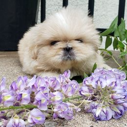 Lotus - White female Pekingese puppy in Scandia, Minnesota from Tao Pekingese