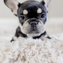 French Bulldog Puppies from Wind Ridge Frenchies