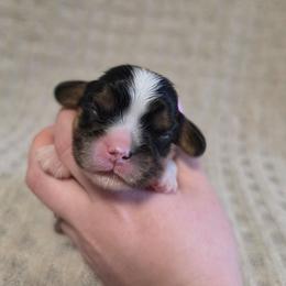 AKC BOY 3 - Tri-color male Cavalier King Charles Spaniel puppy in Bonney Lake, Washington from House of Happy Cavaliers