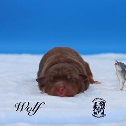 Wolf - Red tri male Miniature Australian Shepherd puppy in Weeki Wachee, Florida from Arlington's Mini Aussies