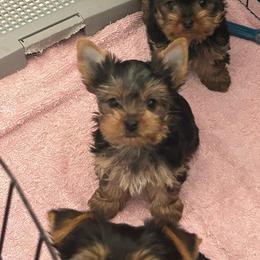 Female 3 - Black and tan female Yorkshire Terrier puppy in Kissimmee, Florida from Bebe AKC Puppies