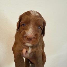 Woody - Red male Australian Labradoodle puppy in Orange, California from Little Kingdom Doodles