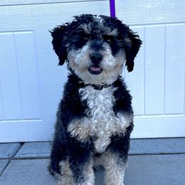 Dakota - Bernedoodle