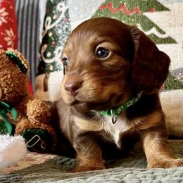Dachshunds from Gertrude’s Legacy Dachshunds