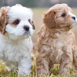 Cavapoo puppies from Franklin Ranch Pups