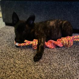 Dutch Shepherd Puppies from TecK9s