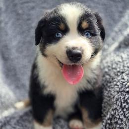 Levi - Black tri-color male Australian Shepherd puppy in New Tazewell, Tennessee from D&D Australian Shepherds