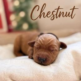 Chestnut - Dark golden male Golden Retriever puppy in San Bernardino, California from Thegoldendreams1