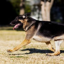 German Shepherd All Grown Up from John Moyle