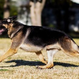 German Shepherd All Grown Up from John Moyle