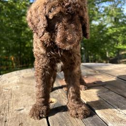 Goldendoodle Puppies from Winchester Doodles