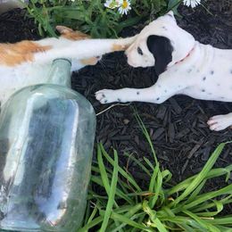 Dalmatian and Labrador Retriever Puppies from ECMO Farm Dalmatians & ECMO Farm Fox Red Labs