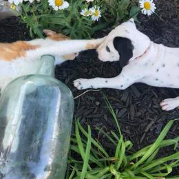 Dalmatian and Labrador Retriever Puppies from ECMO Farm Dalmatians & ECMO Farm Fox Red Labs