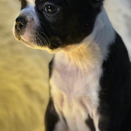 Boston Terriers from Central MI Bostons