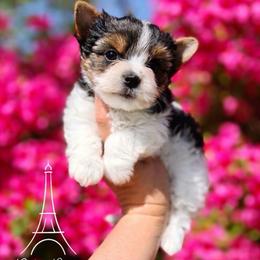 Valentina - Black tan and white female Biewer Terrier puppy in Iva, South Carolina from Petit Bijou