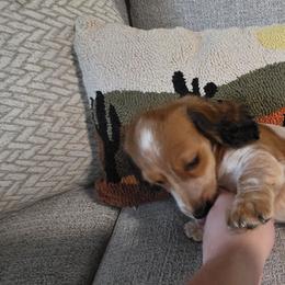 Pudding - Piebald female Dachshund puppy in Evansville, Indiana from Pixie Dust Dachshunds