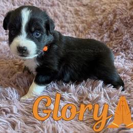 Glory - Black tri female Miniature Australian Shepherd puppy in Millington, Tennessee from Goading Glee Glade