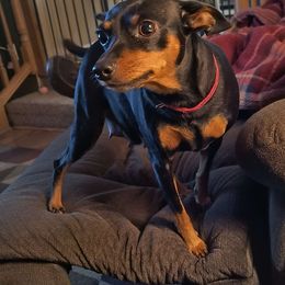 Gracie - Miniature Pinscher