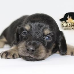 Dachshund Puppies from Piney Woods Miniature Dachshunds