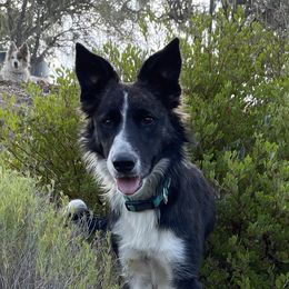 Naci - Border Collie