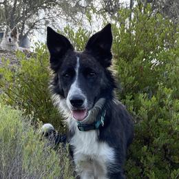 Naci - Border Collie