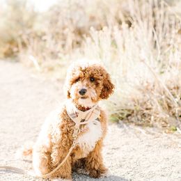 Goldendoodles from Poulson’s Pups