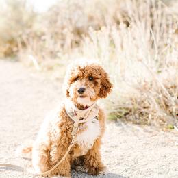 Goldendoodles from Poulson’s Pups