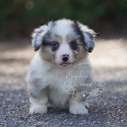 American Corgi and Pembroke Welsh Corgi Puppies from Magnolia Creek Corgis