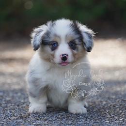 American Corgi and Pembroke Welsh Corgi Puppies from Magnolia Creek Corgis