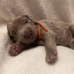 Long Haired Weimaraner Puppies from Northern Bluegrass Weimaraners