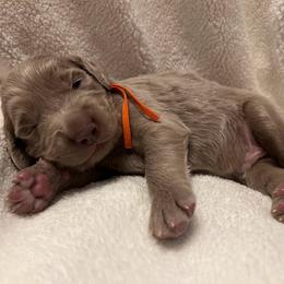 Long Haired Weimaraner Puppies from Northern Bluegrass Weimaraners