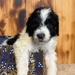 Harlan - Black and white male Sheepadoodle puppy in Chesapeake, Virginia from Doodle-Cove