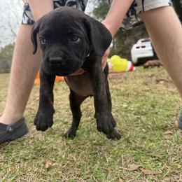 Pink - Chestnut brindle female Cane Corso puppy in Opelousas, Louisiana from Azelees Cane Corso