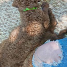 Kanga - Brown female Chesapeake Bay Retriever puppy in Soap Lake, Washington from Desert Oasis Kennels