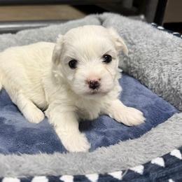 Rosie - White female Coton de Tulear puppy in Mead, Oklahoma from Bar W Cotons