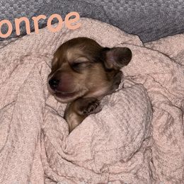 Bella - Cream Dachshund puppy in Alva, Florida from Salty C's Dachshunds