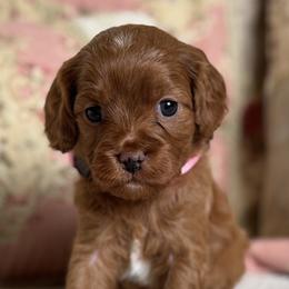 Luna- Pink collar - Red female Cavapoo puppy in Beckley, West Virginia from By Design Doodles