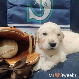 Brown collar boy - Light golden male Golden Retriever puppy in Rochester, Washington from Grand Mound Goldens
