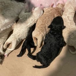 Goldendoodle puppies from Morris Doodles Virginia