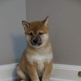 Shiba Inu Puppies from Veronika's Shiba Inus