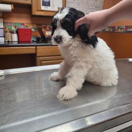 Luna - Black and white female Bernedoodle puppy in Malden, Illinois from Doting Doodles